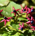 Clerodendron trichotomum CMBJP2053
