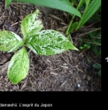 Chloranthus serratus 'Yukidoke'