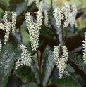 Chloranthus sessilifolius