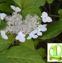 Hydrangea serrata 'Honshu White' CBJP1084