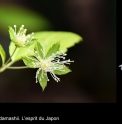 Kerria japonica 'Shibezaki'