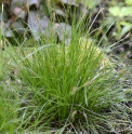 Carex CBJP1149 