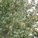 Carpinus henryana