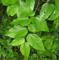 Celtis tenuifolia CA5103