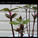 Chloranthus japonicus 'Akabana'