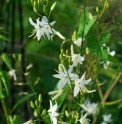 Chlorophytum heyneanum