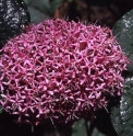 Clerodendron bungei CBCH597