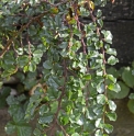 Cotoneaster aff.undulatus CBCH558