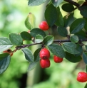 Cotoneater yihuaensis CH2655