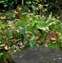 Epimedium ilicifolium Og93020