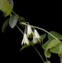 Holboellia angustifolia KR7527