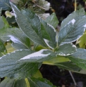 Hydrangea macrophylla 'Ki Fukurin Konpe'