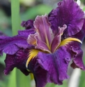 Iris louisiana 'Garnet Storm Dancer'