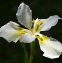 Iris sibirica 'Chartreuse Bounty'