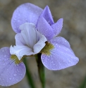 Iris sibirica 'Northern Pink'