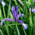 Iris sintenisii DS182