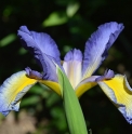 Iris spuria 'Castor River'