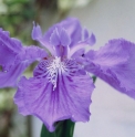 Iris tectorum forme géante CBCH763