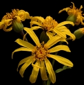 Ligularia japonica 