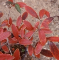Lindera angustifolia KR4675