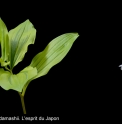 Maianthemum japonicum 'Mabayui'