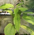 Pilea plataniflora 'Glossy' PB09-1235