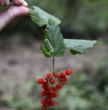 Rubus CMBTW1722