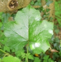 Rubus hunanensis CMBTW1518